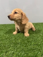 Arne , a male Miniature Dachshund for sale in Nappanee, IN – Photo 3 of 5