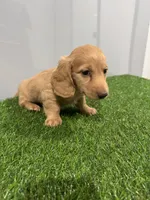 Arne , a male Miniature Dachshund for sale in Nappanee, IN – Photo 4 of 5