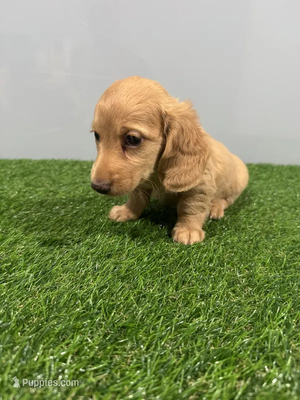 Arne  – Miniature Dachshund puppy for sale in Nappanee, IN