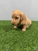 Arne , a male Miniature Dachshund for sale in Nappanee, IN – Photo 1 of 5