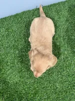 Arne , a male Miniature Dachshund for sale in Nappanee, IN – Photo 5 of 5