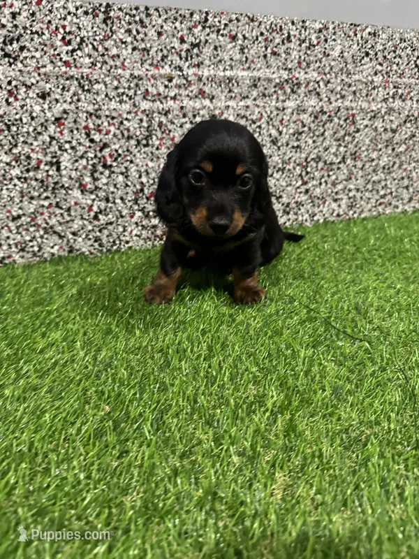 Leslie – Miniature Dachshund puppy for sale in Nappanee, IN