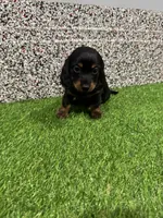 Leslie, a female Miniature Dachshund for sale in Nappanee, IN – 1 of 5