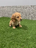 Scarlet , a female Miniature Dachshund for sale in Nappanee, IN – 5 of 5