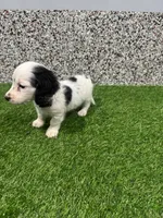 Aries , a male Miniature Dachshund for sale in Nappanee, IN – 5 of 5