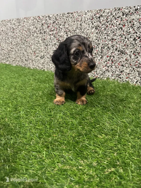 Ely  – Miniature Dachshund puppy for sale in Nappanee, IN