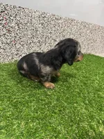 Ely , a male Miniature Dachshund for sale in Nappanee, IN – 3 of 5