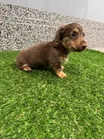 Preston , a male Miniature Dachshund for sale in Nappanee, IN – 3 of 5