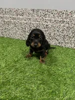 Leslie, a female Miniature Dachshund for sale in Nappanee, IN – 5 of 5