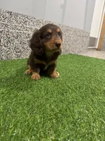 Sibyl, a female Miniature Dachshund for sale in Nappanee, IN – 2 of 5