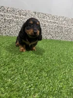 Lasco, a male Miniature Dachshund for sale in Nappanee, IN – 3 of 5