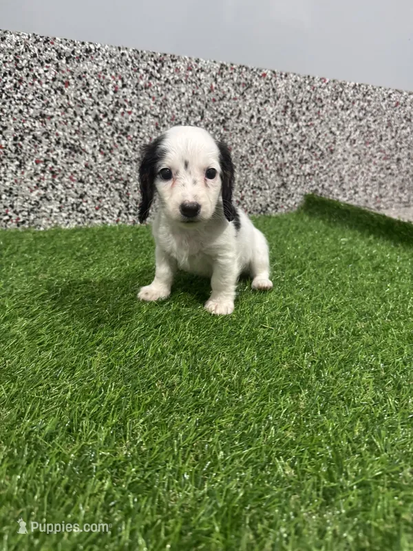 Aries  – Miniature Dachshund puppy for sale in Nappanee, IN