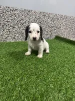 Aries , a male Miniature Dachshund for sale in Nappanee, IN – 1 of 5