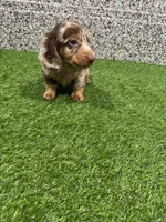Lenox , a male Miniature Dachshund for sale in Nappanee, IN – 4 of 5