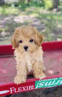 Bella, a female Maltipoo for sale in Marysville, KS – 2 of 3