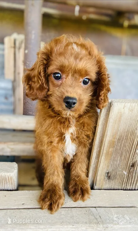 Jack – Cavapoo puppy for sale in Marysville, KS