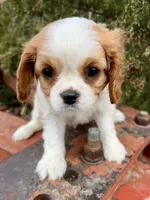 Millie, a female Cavalier King Charles Spaniel for sale in Marysville, KS – Photo 1 of 2