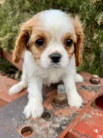Millie, a female Cavalier King Charles Spaniel for sale in Marysville, KS – Photo 2 of 2