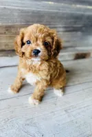 Ella, a female Cavapoo for sale in Marysville, KS – 2 of 4