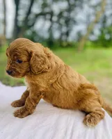 Anna, a female Cavapoo for sale in Marysville, KS – 4 of 5