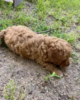 Brody, a male Cavapoo for sale in Marysville, KS – 2 of 3