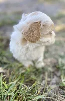Jed, a male Shihpoo for sale in Marysville, KS – 3 of 5