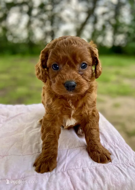 Jack – Cavapoo puppy for sale in Marysville, KS
