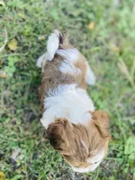 Mia, a female Shihpoo for sale in Marysville, KS – 2 of 4