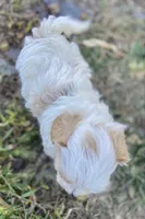 Jed, a male Shihpoo for sale in Marysville, KS – 4 of 5