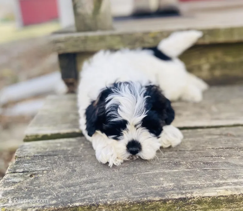 Layla – Shihpoo puppy for sale in Marysville, KS
