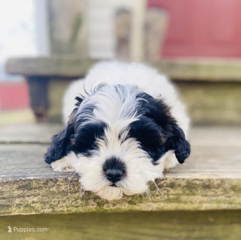 Layla – Shihpoo puppy for sale in Marysville, KS