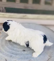 Layla, a female Shihpoo for sale in Marysville, KS – Photo 5 of 5