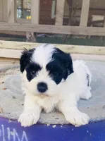 Layla, a female Shihpoo for sale in Marysville, KS – Photo 1 of 5