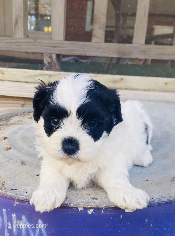 Layla – Shihpoo puppy for sale in Marysville, KS