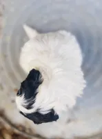 Layla, a female Shihpoo for sale in Marysville, KS – Photo 4 of 5