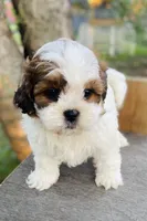 Blaire, a female Shihpoo for sale in Marysville, KS – 3 of 5