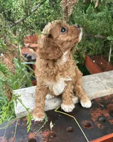 Ella, a female Cavapoo for sale in Marysville, KS – 3 of 4