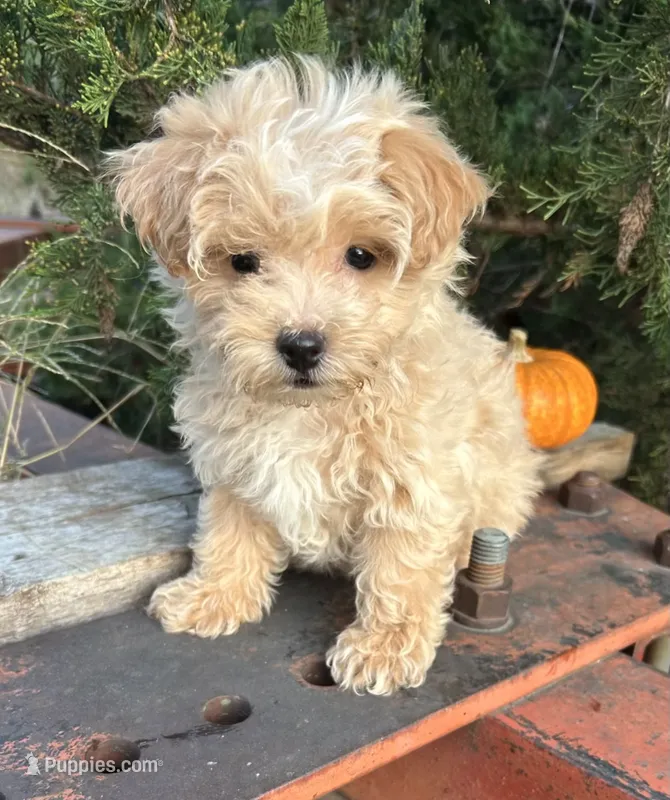 Honey – Maltipoo puppy for sale in Marysville, KS