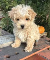 Honey, a female Maltipoo for sale in Marysville, KS – 1 of 2