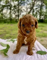 Fiona , a female Cavapoo for sale in Marysville, KS – 4 of 4