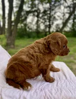 Jack, a male Cavapoo for sale in Marysville, KS – 3 of 5