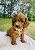 Oran, a male Cavapoo for sale in Marysville, KS – 4 of 4