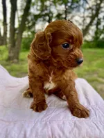 Jack, a male Cavapoo for sale in Marysville, KS – 5 of 5