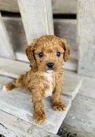 Todd, a male Cavapoo for sale in Marysville, KS – 2 of 3