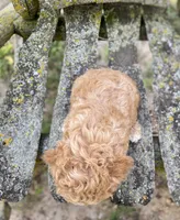 Lucky, a female Cavapoo for sale in Marysville, KS – 2 of 3