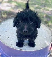 Rocky , a male Yorkipoo for sale in Marysville, KS – 2 of 4