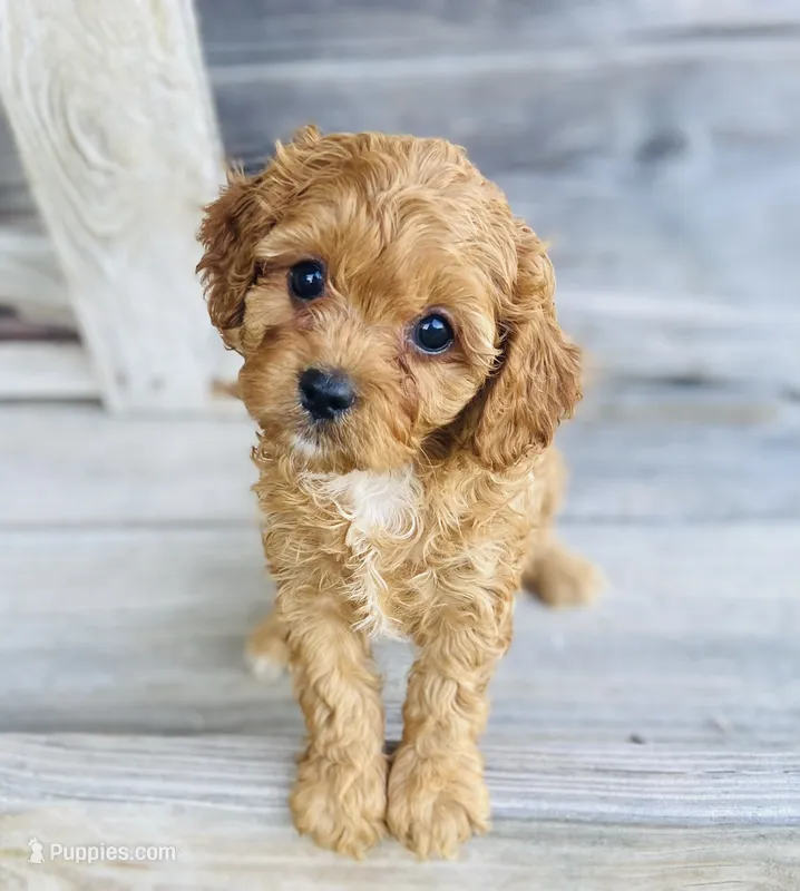 Chloe  – Cavapoo puppy for sale in Marysville, KS