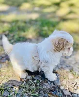 Jed, a male Shihpoo for sale in Marysville, KS – 5 of 5