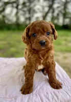 Jack, a male Cavapoo for sale in Marysville, KS – 4 of 5