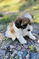 Scottie, a male Shihpoo for sale in Marysville, KS – 3 of 3